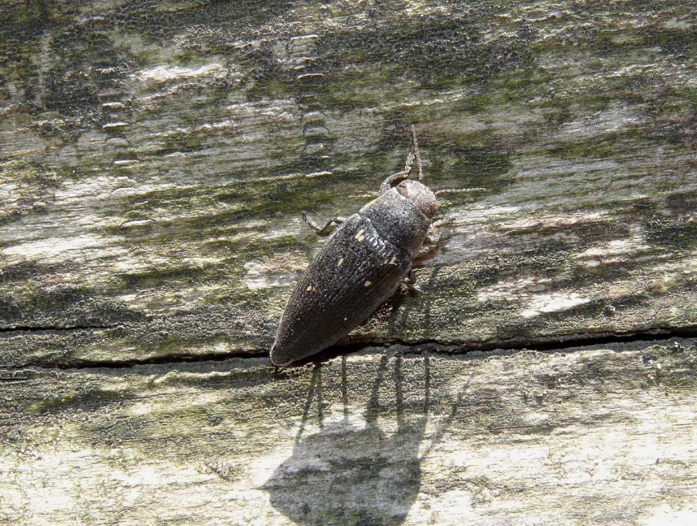 Buprestis novemmaculata in deposizione